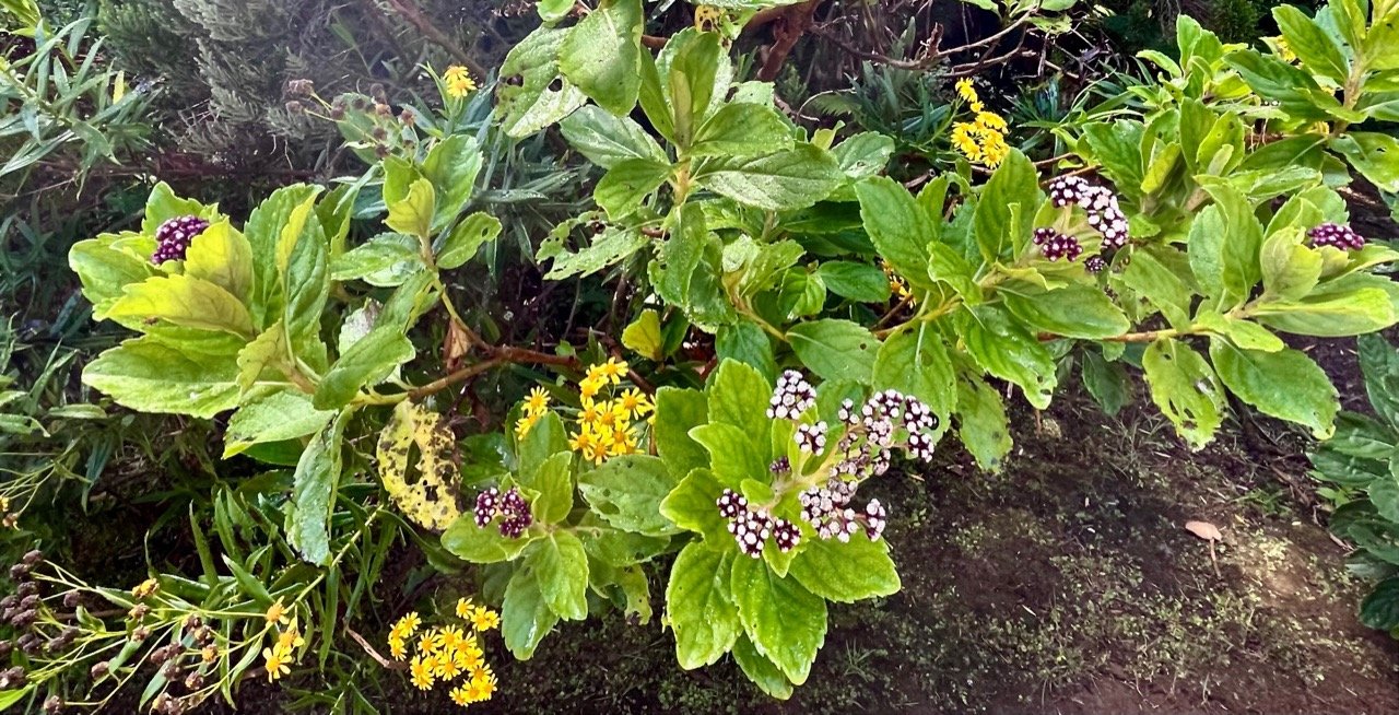Psidia boivinii et Faujasia salicifolia  IMG_7228.jpeg