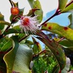 Syzygium cymosum .Bois de pomme rouge. ( fleur ) myrtaceae.endémique Réunion Maurice..jpeg