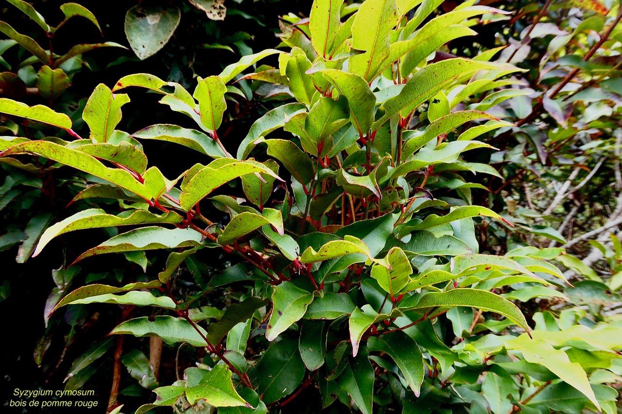 Syzygium cymosum .Bois de pomme rouge.myrtaceae.endémique Réunion Maurice..jpeg