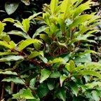 Syzygium cymosum .Bois de pomme rouge.myrtaceae.endémique Réunion Maurice..jpeg