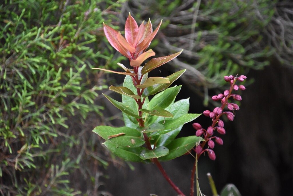 Agarista_buxifolia_Bois_de_rempart_des_hauts_ERICACEAE_Indigene_Reunion - MB3_4008.jpg