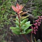 Agarista_buxifolia_Bois_de_rempart_des_hauts_ERICACEAE_Indigene_Reunion - MB3_4008.jpg
