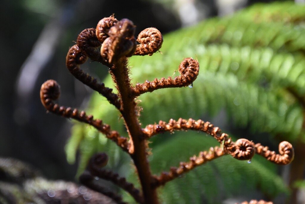 Alsophylla_glauca_fanjan_
