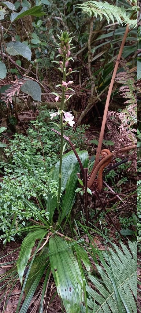 Calanthe_sylvatica_EPIDENDROIDEAE_Indigene_Reunion - 20231010_140058.jpg