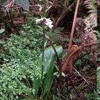 Calanthe_sylvatica_EPIDENDROIDEAE_Indigene_Reunion - 20231010_140058.jpg