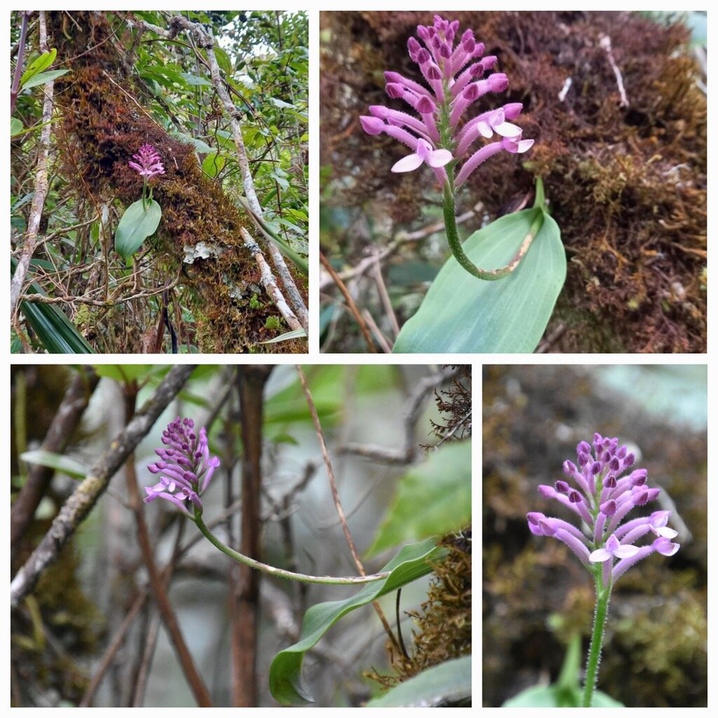 Cynorkis_inermis_ORCHIDOIDEAE_Indigene_Reunion - 20231011_120641.jpg