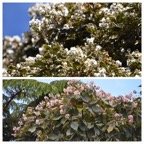 Dombeyas_Mahots_en_fleurs_MALVACEAE_Endemique_Reunion - 20231011_202228.jpg