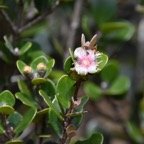 Eugenia_buxifolia_Bois_de_Nefles_MYRTACEAE_Endemique_Reunion - MB3_4003.jpg