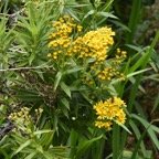 Faujasia_salicifolia_Chasse_vieillesse_ASTERACEAE_Endemique_Reunion - MB3_4014.jpg