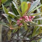 Forgesia_racemosa_Bois_de_Lauren_Martin_ESCALLONIACEAE_Endemique_Reunion - MB3_4002.jpg