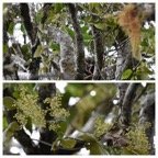 Humbertacalia_tomentosa_Liane_blanche_ASTERACEAE_Endemique_Reunion_+_zoizo_la_vierge_Madagascar - 20231011_120233.jpg