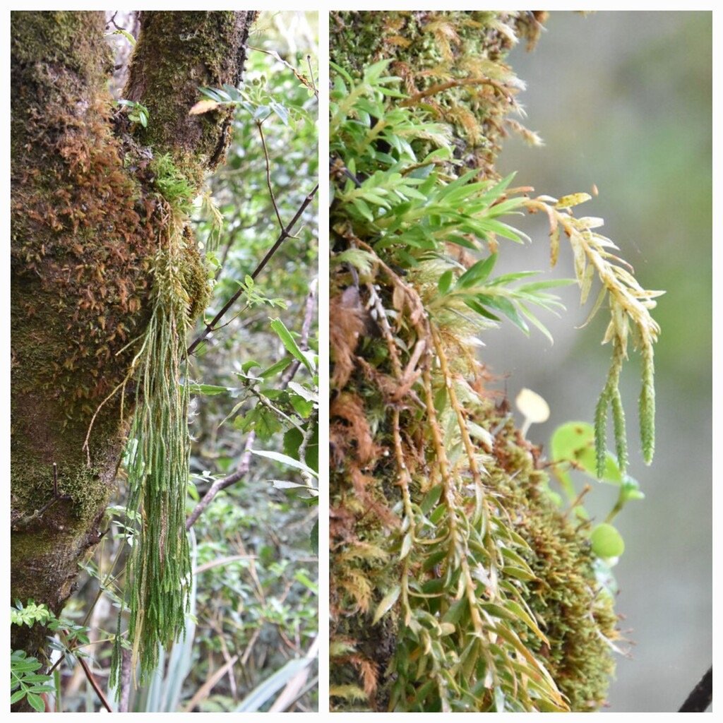 Huperzia_ophioglossoides_fougere_epaulette_LYCOPODIACEAE_Indigene_Reunion - 20231011_120145.jpg