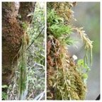 Huperzia_ophioglossoides_fougere_epaulette_LYCOPODIACEAE_Indigene_Reunion - 20231011_120145.jpg