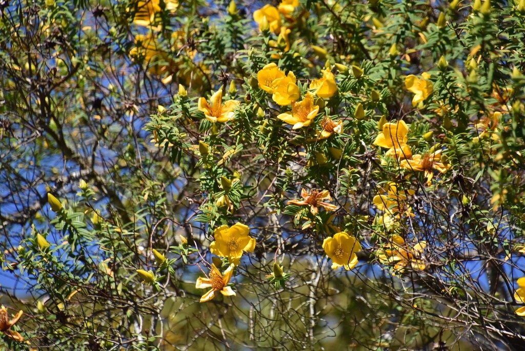 Hypericum_lanceolatum_Bois_de_fleur_jaune_HYPERICACEAE_Endemique_Reunion - MB3_3975.jpg