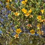 Hypericum_lanceolatum_Bois_de_fleur_jaune_HYPERICACEAE_Endemique_Reunion - MB3_3975.jpg