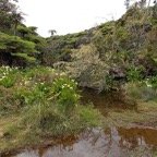 La_mare_au_bout_de_la_piste_avant_d_entrer_dans la forêt - 20231010_113258.jpg
