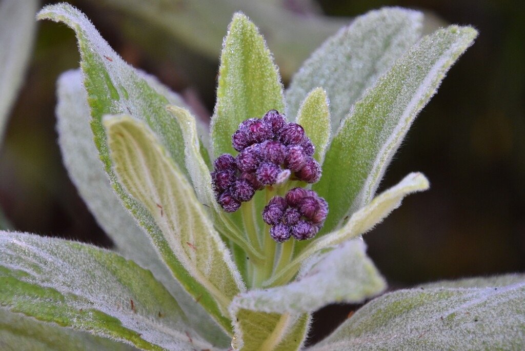 Psiadia_anchusifolia_Tabac_marron_ASTERACEAE_Endemique_Reunion - MB3_3976.jpg
