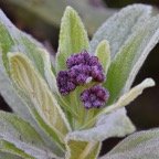 Psiadia_anchusifolia_Tabac_marron_ASTERACEAE_Endemique_Reunion - MB3_3976.jpg