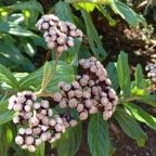 Psiadia_boivinii_Tabac_marron_ASTERACEAE_Endemique_Reunion - 20231010_094214.jpg