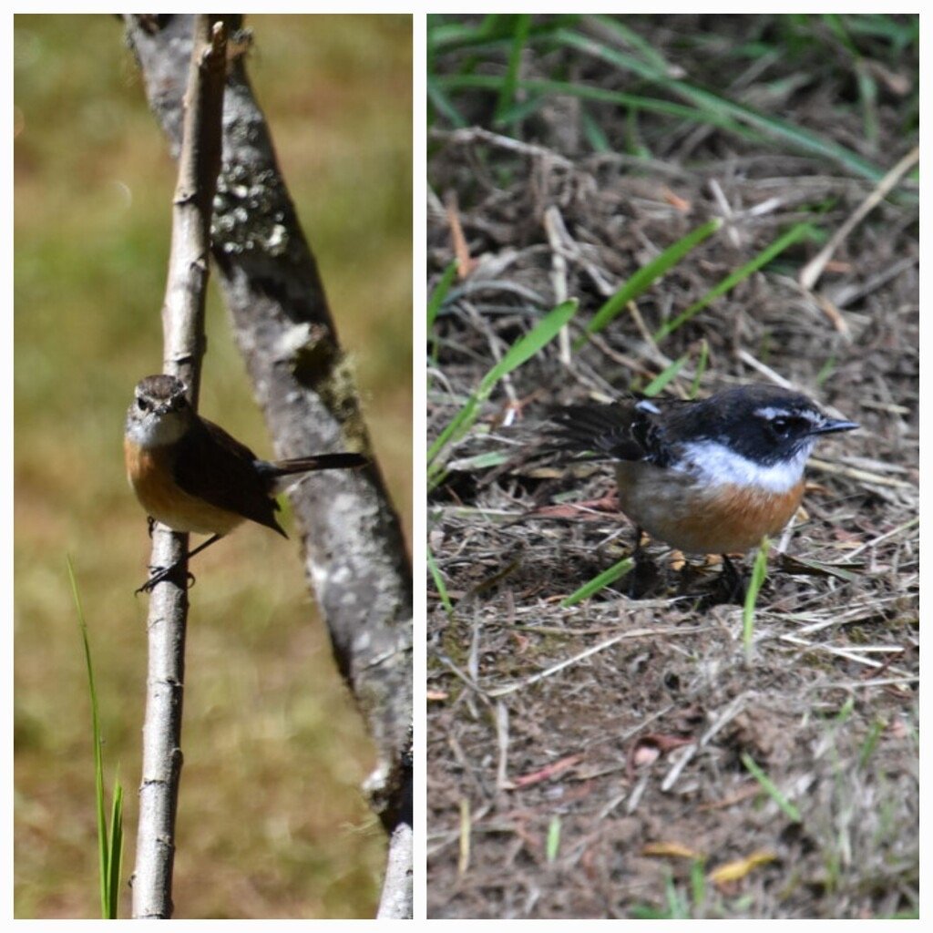 Saxicola_tectes_Tec_tec_femelle_et_male_MUSCICAPIDAE_Endemique_Reunion.jpg
