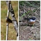 Saxicola_tectes_Tec_tec_femelle_et_male_MUSCICAPIDAE_Endemique_Reunion.jpg