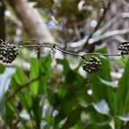 Smilax_anceps_Liane_croc_de_chien_SMILACACEAE_Indigene_Reunion - MB3_4009.jpg