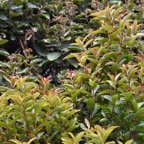 Syzygium_cymosum_Bois_de_pomme_rouge_MYRTACEAE_Endemique_Reunion_Maurice_MB3_3998.jpg