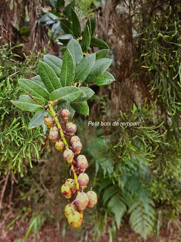 Agarista buxifolia Petit bois de rempart Ericaceae Indigène La Réunion 35.jpeg