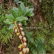 Agarista buxifolia Petit bois de rempart Ericaceae Indigène La Réunion 35.jpeg
