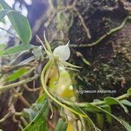 Angraecum expansum Orchidaceae Endémique La Réunion, Maurice 7.jpeg