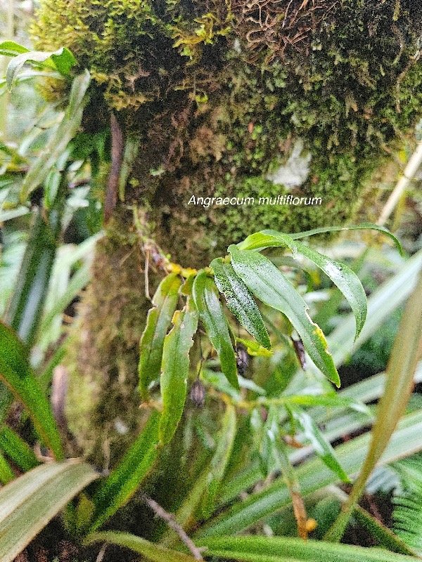 Angraecum multiflorum Orchidaceae Indigène La Réunion 2.jpeg