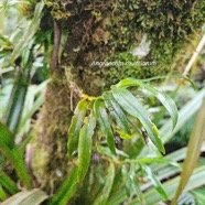 Angraecum multiflorum Orchidaceae Indigène La Réunion 2.jpeg