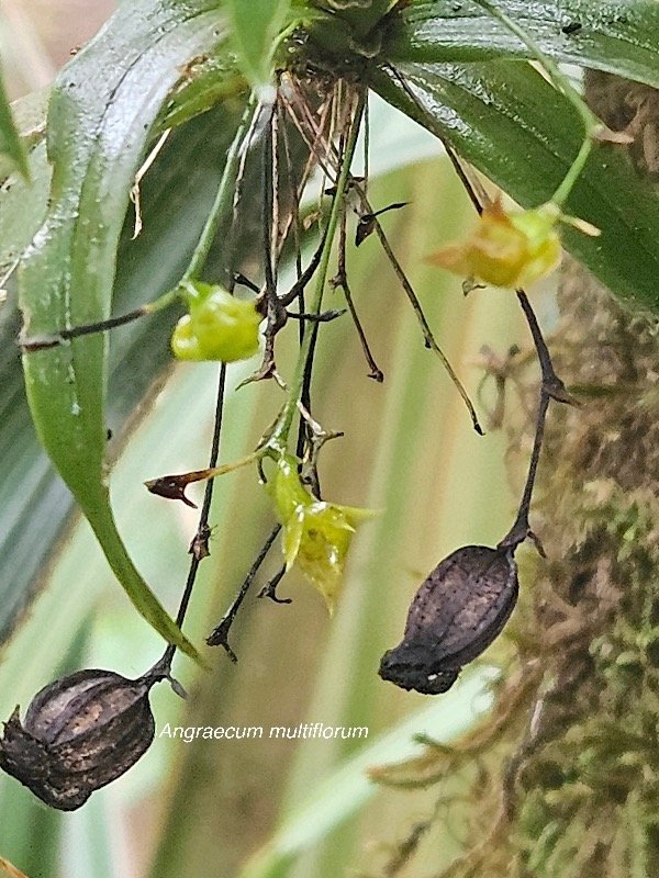 Angraecum multiflorum Orchidaceae Indigène La Réunion 403.jpeg