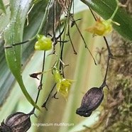 Angraecum multiflorum Orchidaceae Indigène La Réunion 403.jpeg