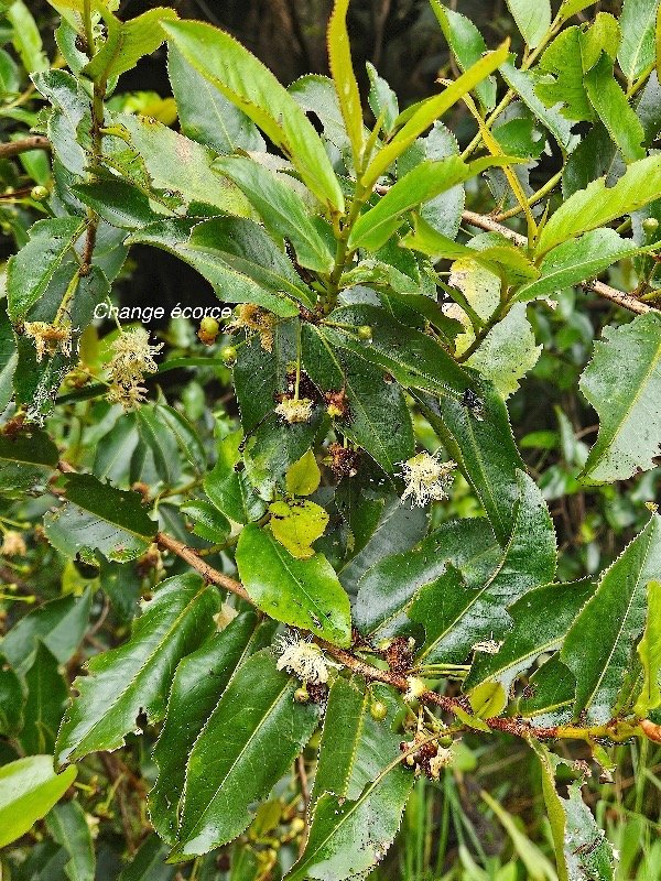 Aphloia theiformis Change écorce Aphloiaceae Indigène La Réunion 16.jpeg