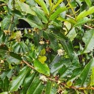 Aphloia theiformis Change écorce Aphloiaceae Indigène La Réunion 16.jpeg