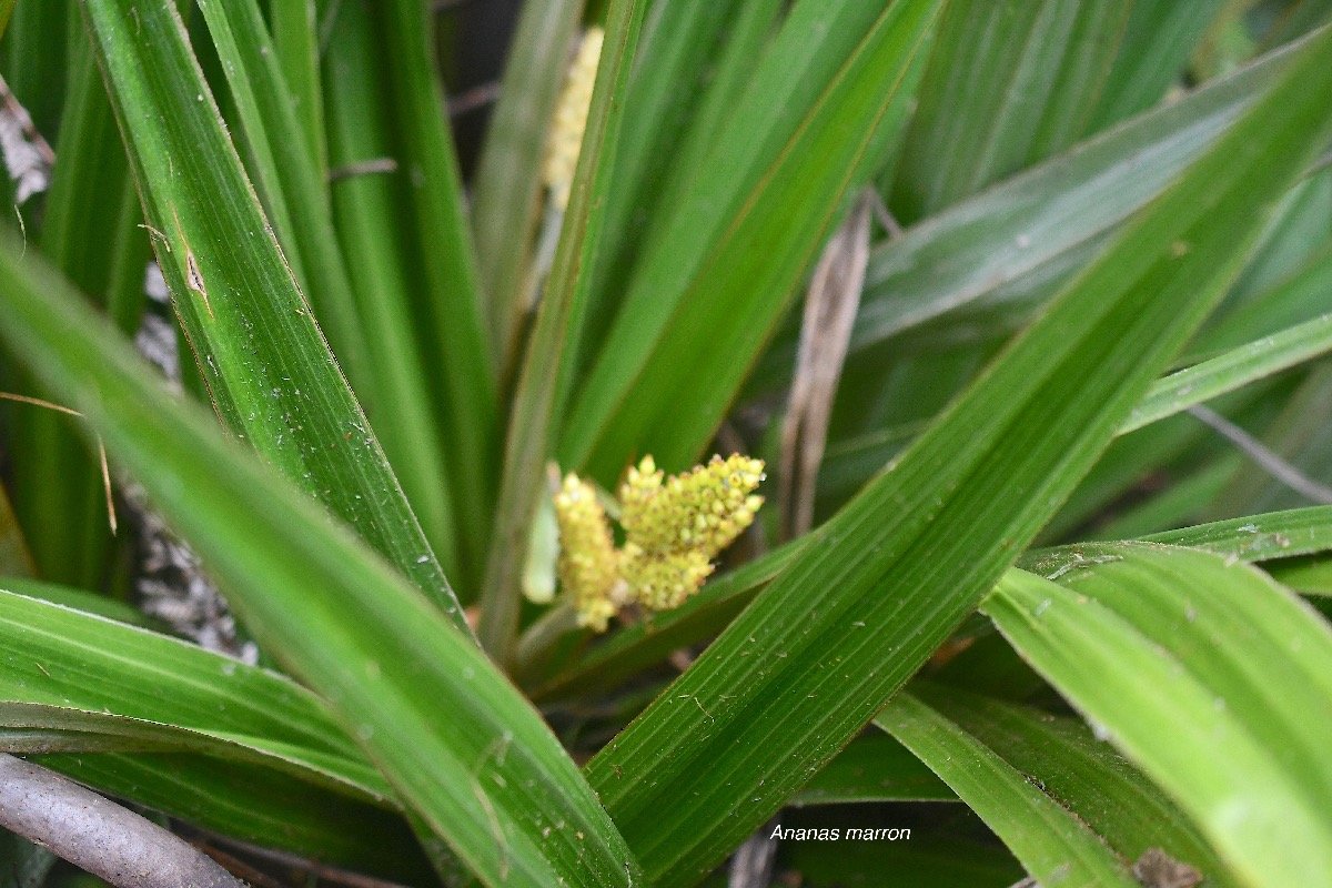 Astelia hemichrysa Ananas marron Asteliaceae Endémique La Réunion, Maurice 3867.jpeg