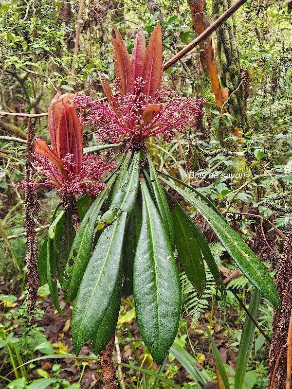 Badula borbonica Bois de savon Primulaceae Endémique La Réunion 21.jpeg