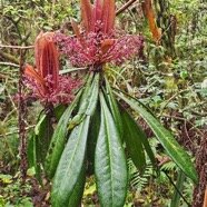 Badula borbonica Bois de savon Primulaceae Endémique La Réunion 21.jpeg