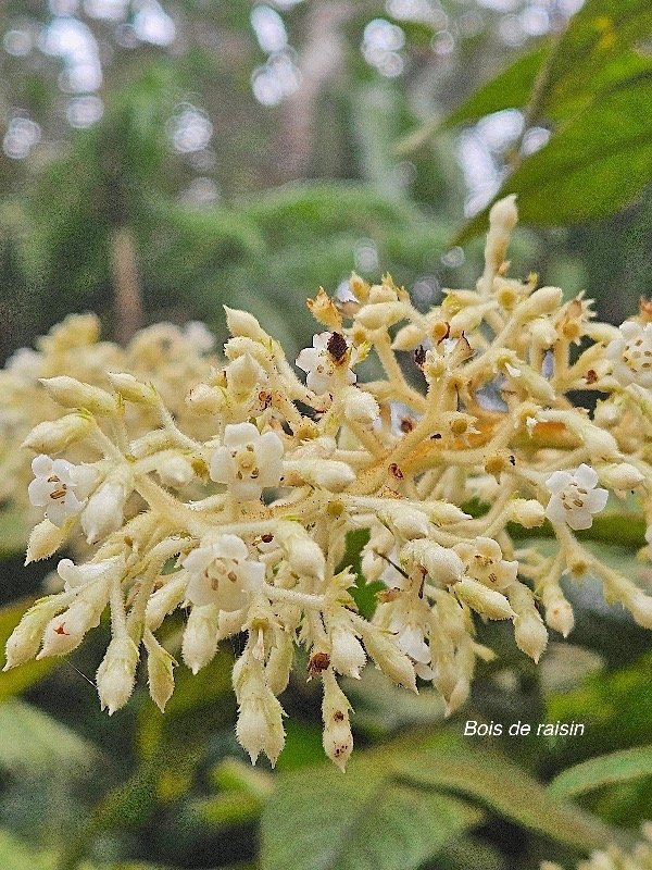 Bertiera rufa Bois de raisin Rubiaceae Endémique La Réunion 48.jpeg