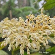 Bertiera rufa Bois de raisin Rubiaceae Endémique La Réunion 48.jpeg