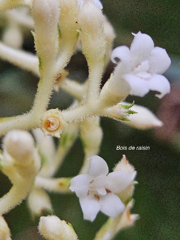 Bertiera rufa Bois de raisin Rubiaceae Endémique La Réunion 55.jpeg