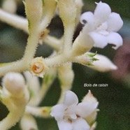 Bertiera rufa Bois de raisin Rubiaceae Endémique La Réunion 55.jpeg