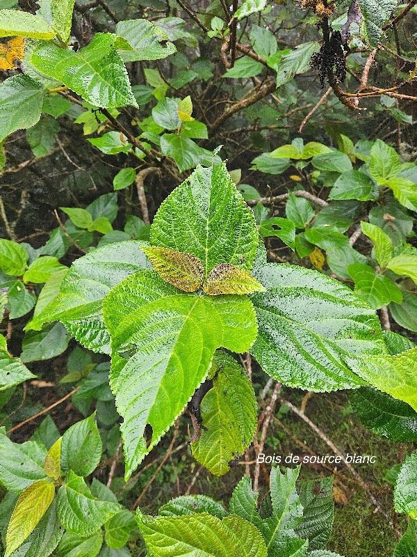 Boehmeria stipularis Bois de source blanc Urticaceae Endémique La Réunion 06.jpeg