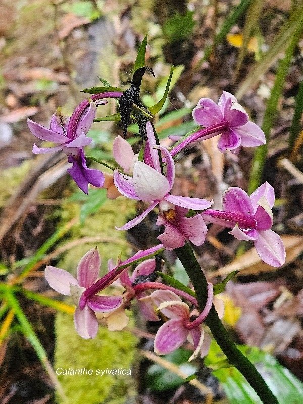 Calanthe sylvatica Orchidaceae Indigène La Réunion 15.jpeg