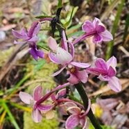 Calanthe sylvatica Orchidaceae Indigène La Réunion 15.jpeg