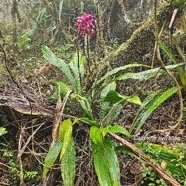 Calanthe sylvatica Orchidaceae Indigène La Réunion 57.jpeg