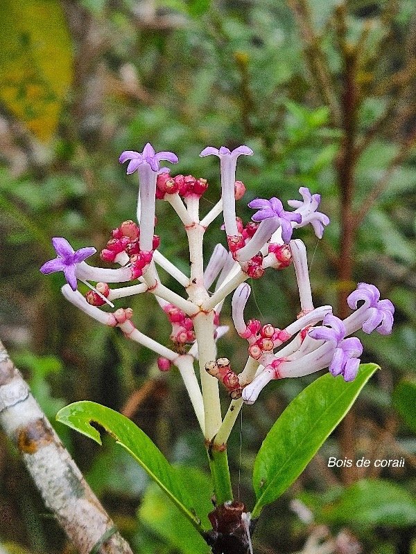 chassalia corallioides Bois de corail Rubiaceae Endémque La Réunion 02.jpeg