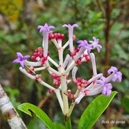 chassalia corallioides Bois de corail Rubiaceae Endémque La Réunion 02.jpeg