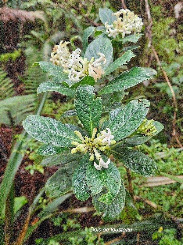 Chassalia gaertneroides Bois de lousteau Rubiaceae Endémique La Réunion 57.jpeg